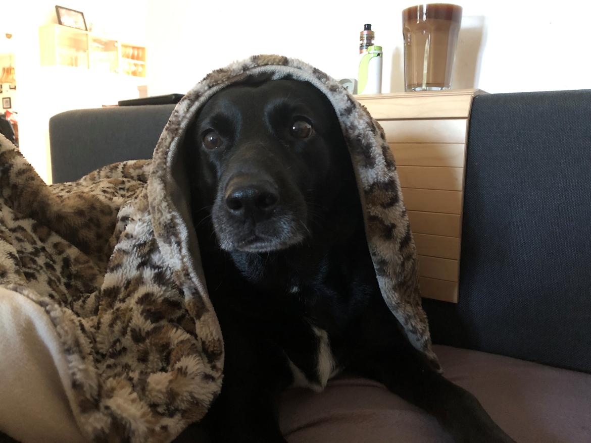 Blanding af racer Bell billede 7