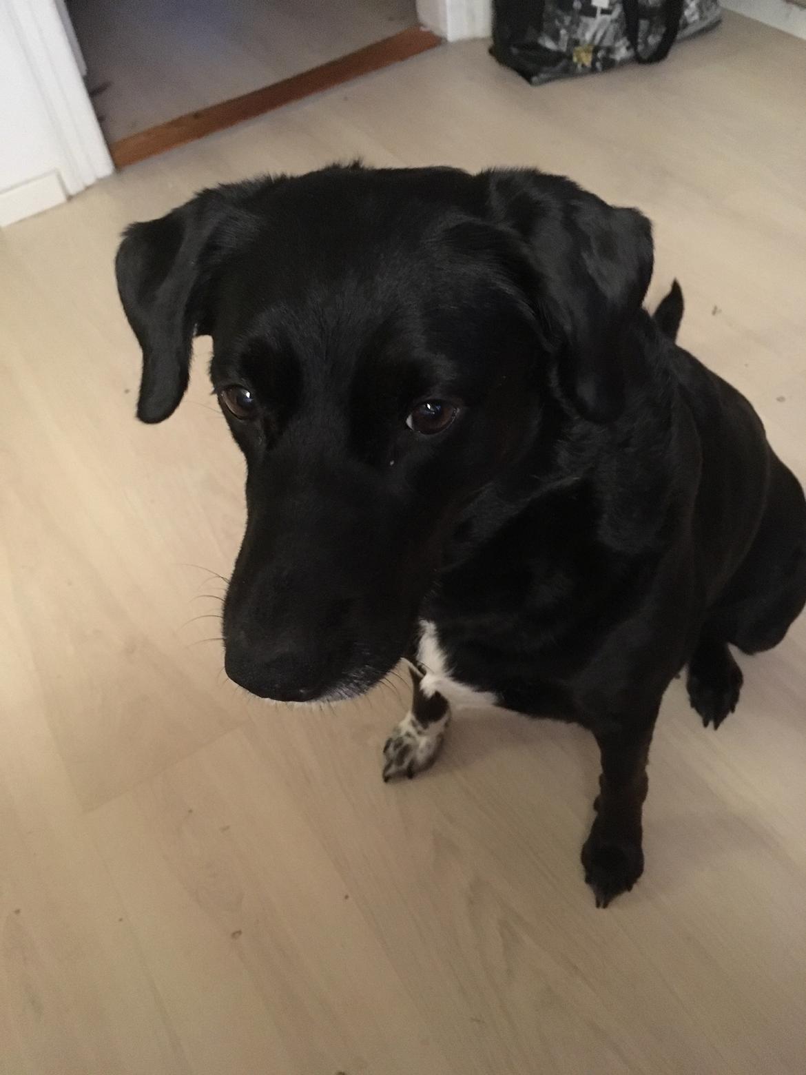 Blanding af racer Bell billede 1