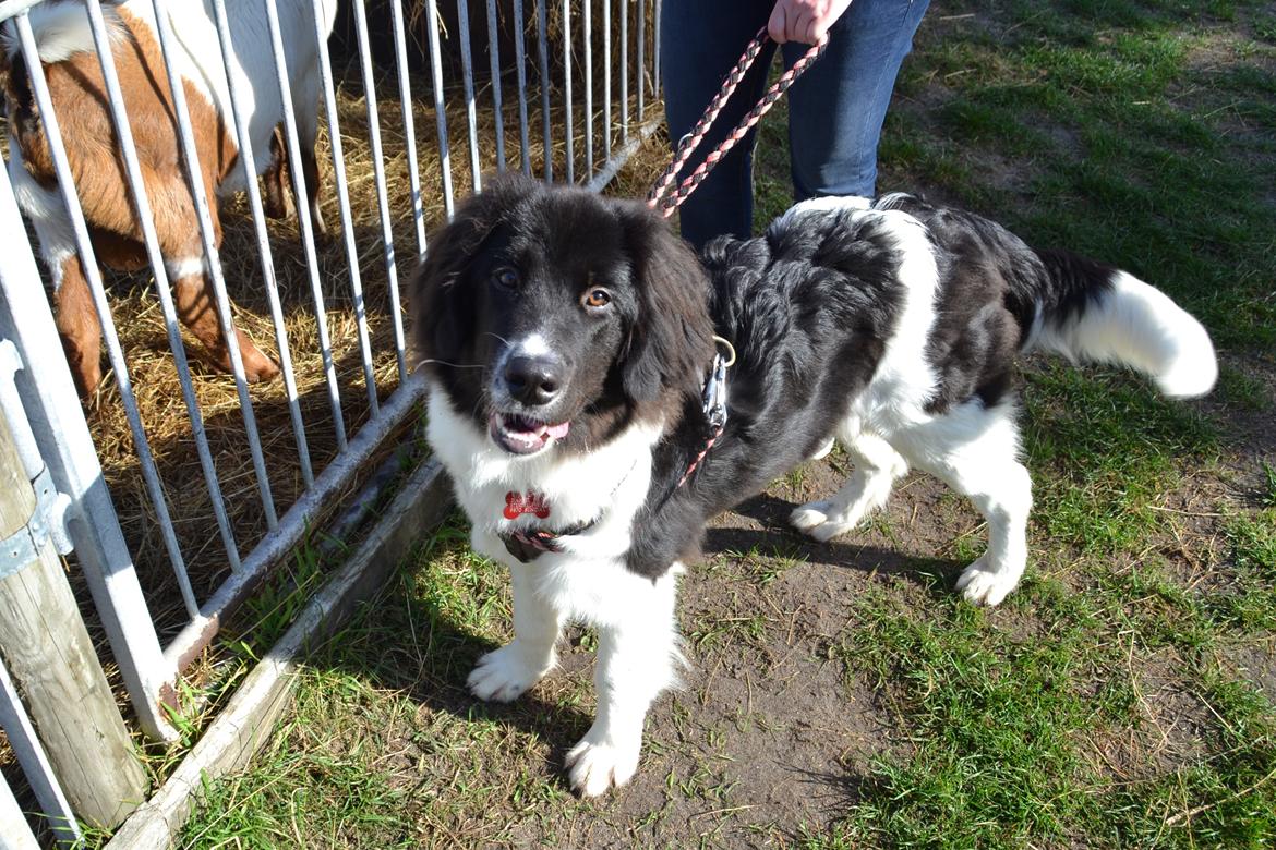 Landseer Borgmosegaards Memory Valkyrien (Jackie)  - 26/09-21 billede 5