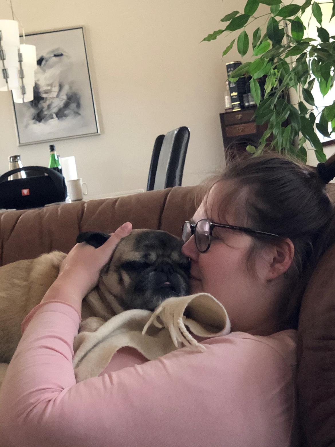 Mops Gustav - Jeg eeelsker at sove på mors mave❤️ billede 2