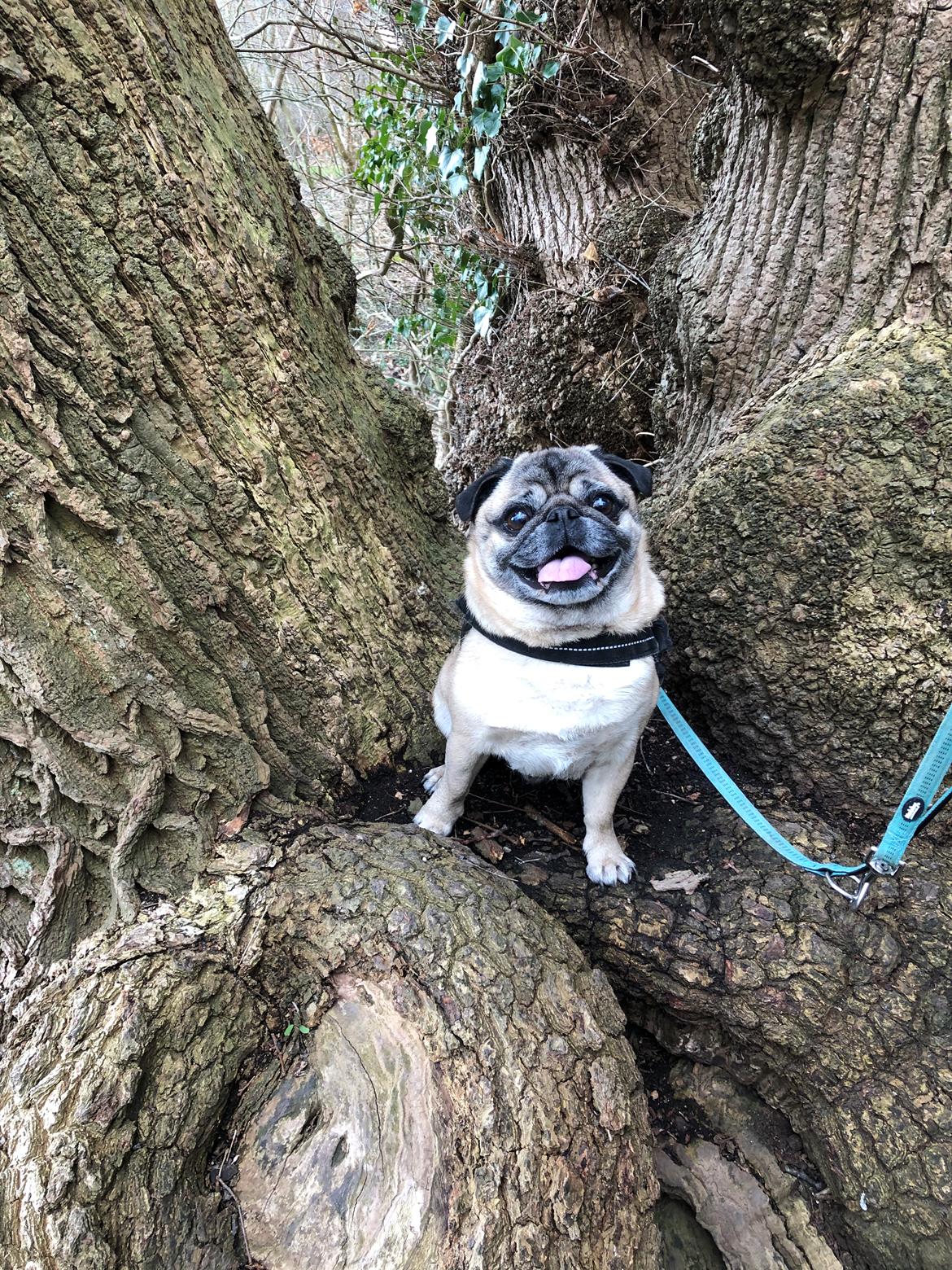 Mops Gustav - Jeg fandt lige et træ mor bar mig op i :) billede 1