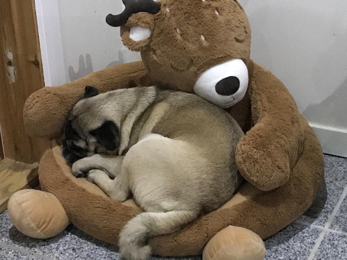 Mops Gustav - Putte putte putte  billede 4