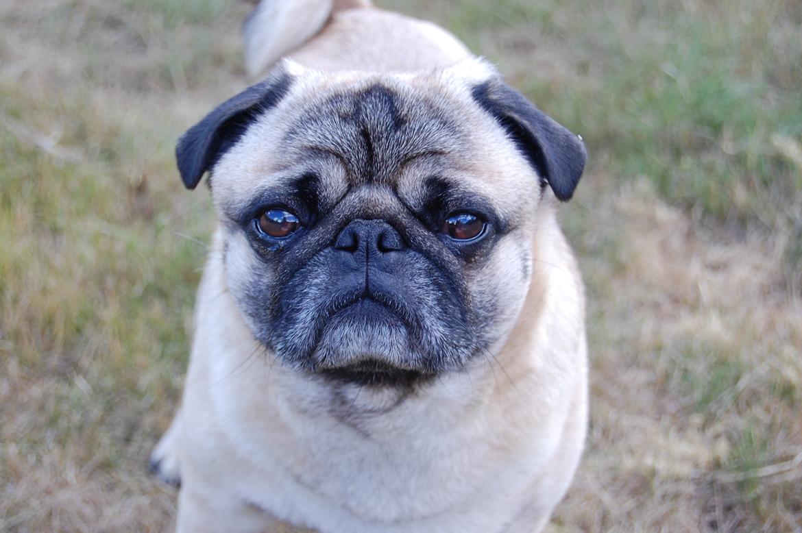 Mops Gustav - Jeg synes selv at jeg er ret fotogen;) billede 6