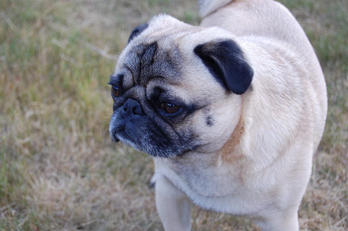 Mops Gustav billede 7