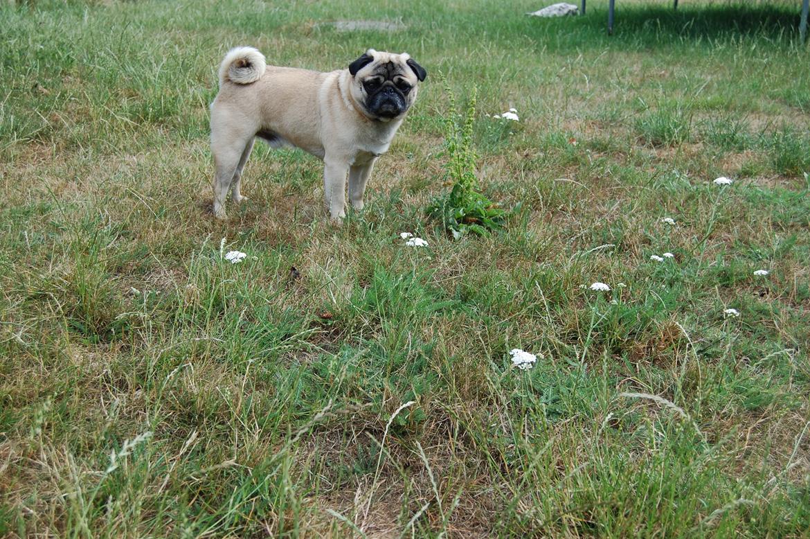 Mops Gustav billede 8