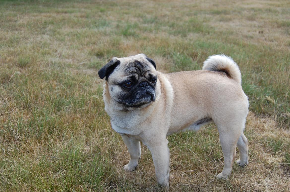 Mops Gustav billede 9