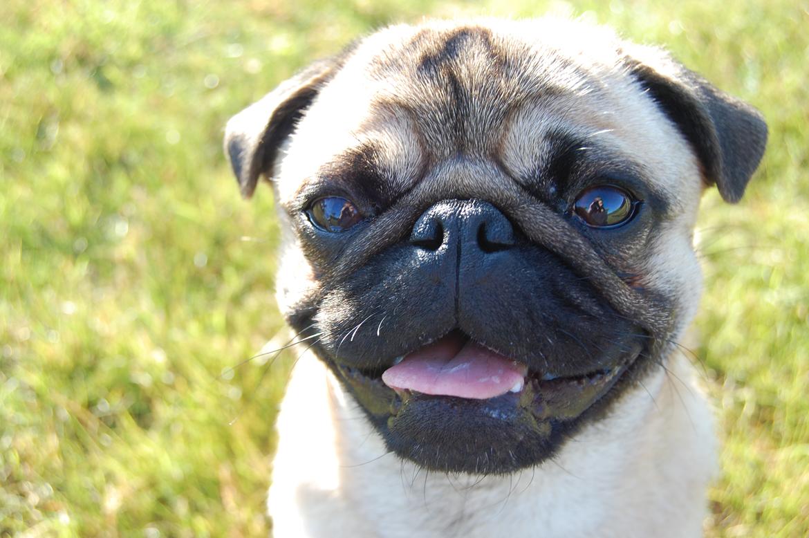 Mops Gustav billede 11