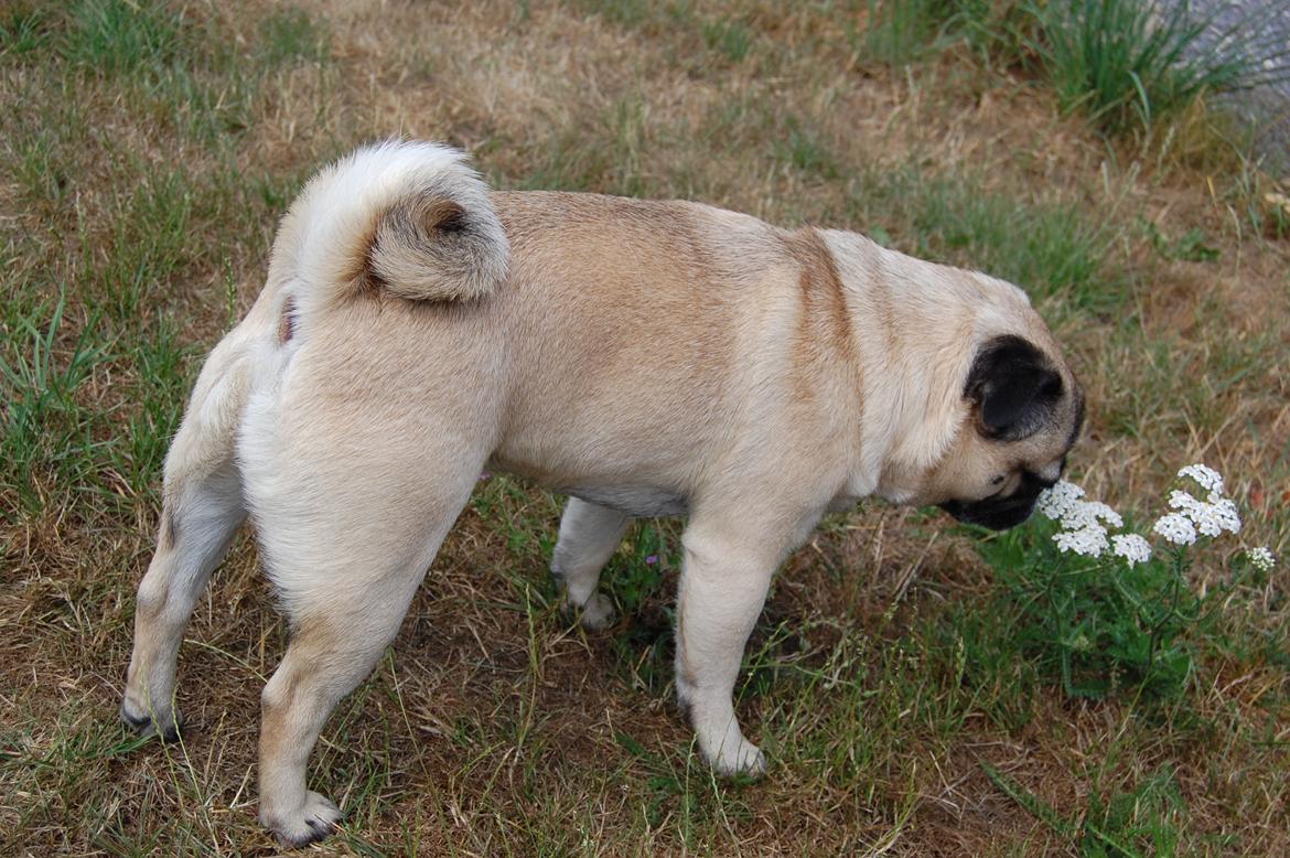 Mops Gustav - Mmmh, en dejlig blomst :D billede 10