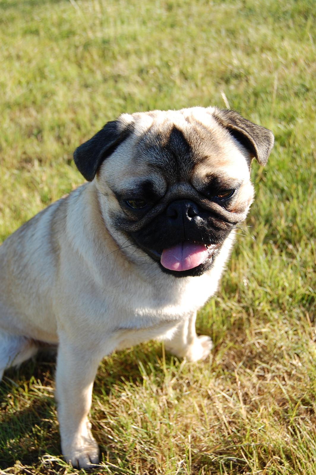 Mops Gustav billede 12