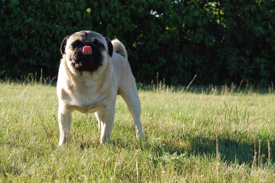 Mops Gustav - Hestegodbidder, bvadr! billede 13