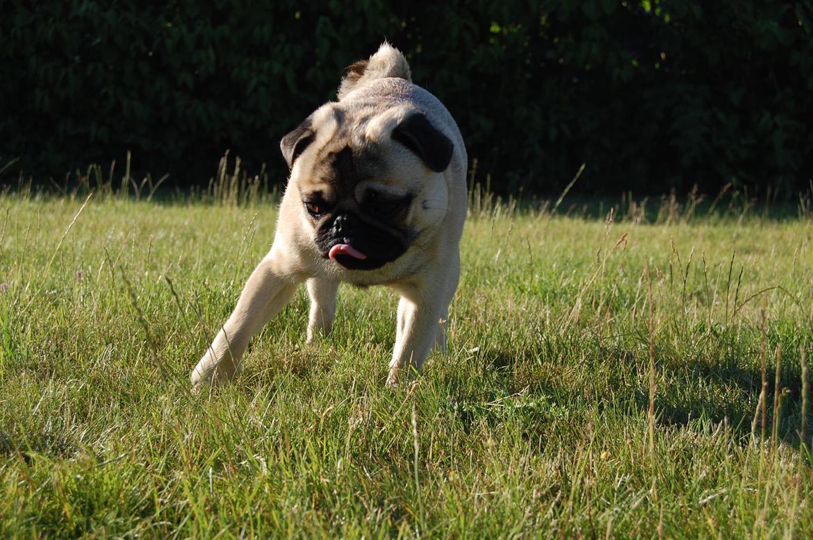 Mops Gustav - Jeg danser lige lidt for dig mor! billede 14