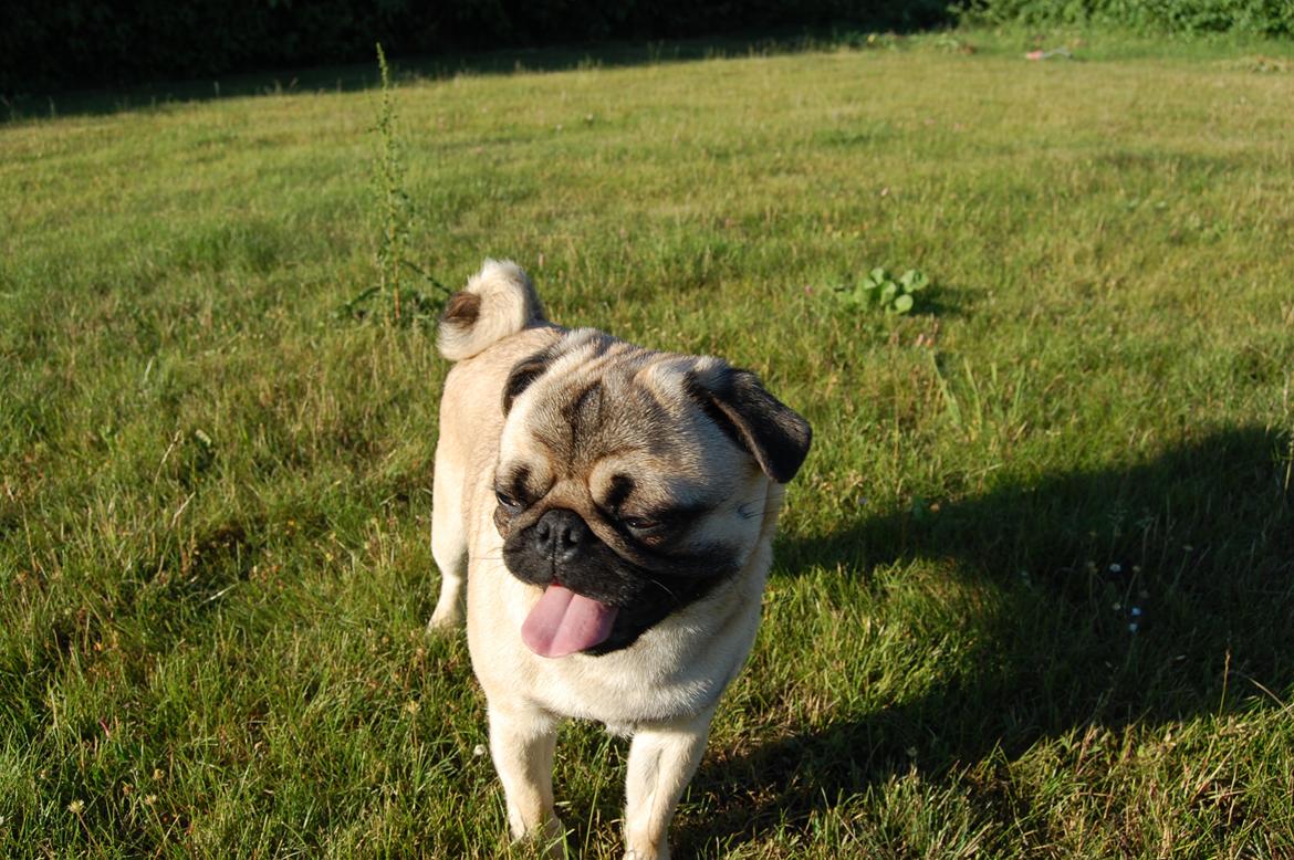 Mops Gustav billede 15