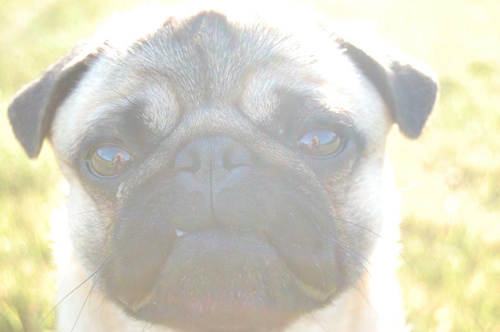 Mops Gustav billede 16