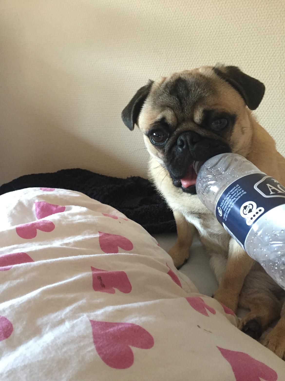 Mops Gustav - Jeg har en ting med at putte alt i munden;) billede 18