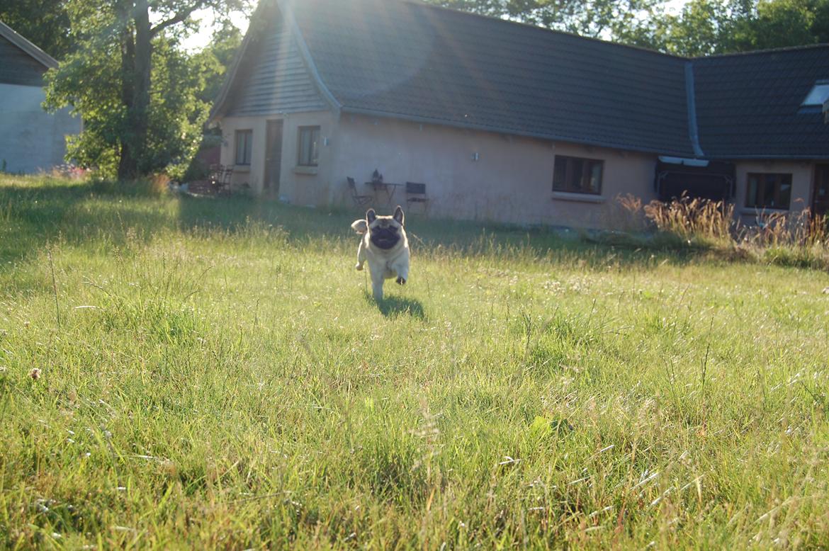 Mops Gustav - WIIIIEE!! billede 17