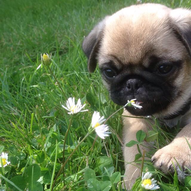 Mops Gustav - Mig som baby<3 billede 19