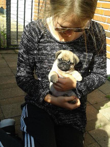 Mops Gustav billede 20