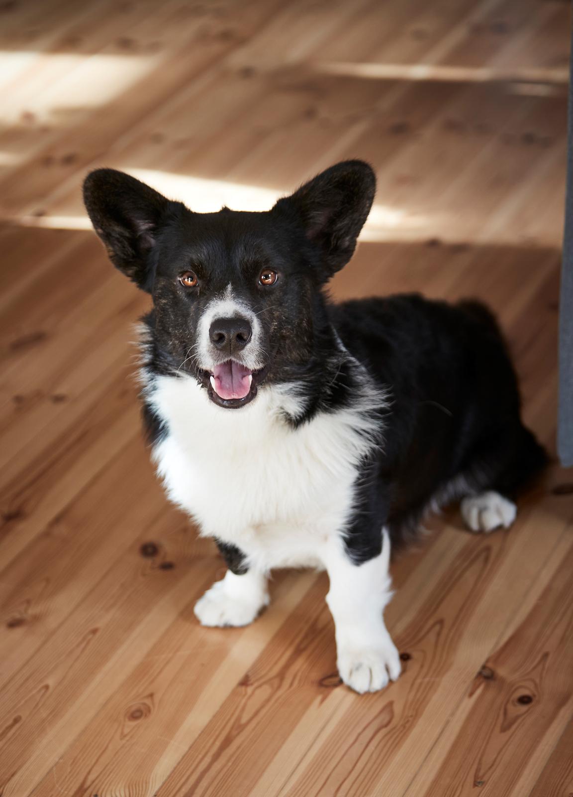 Welsh corgi cardigan Mandene Welsh Dragon, aka Carson billede 2