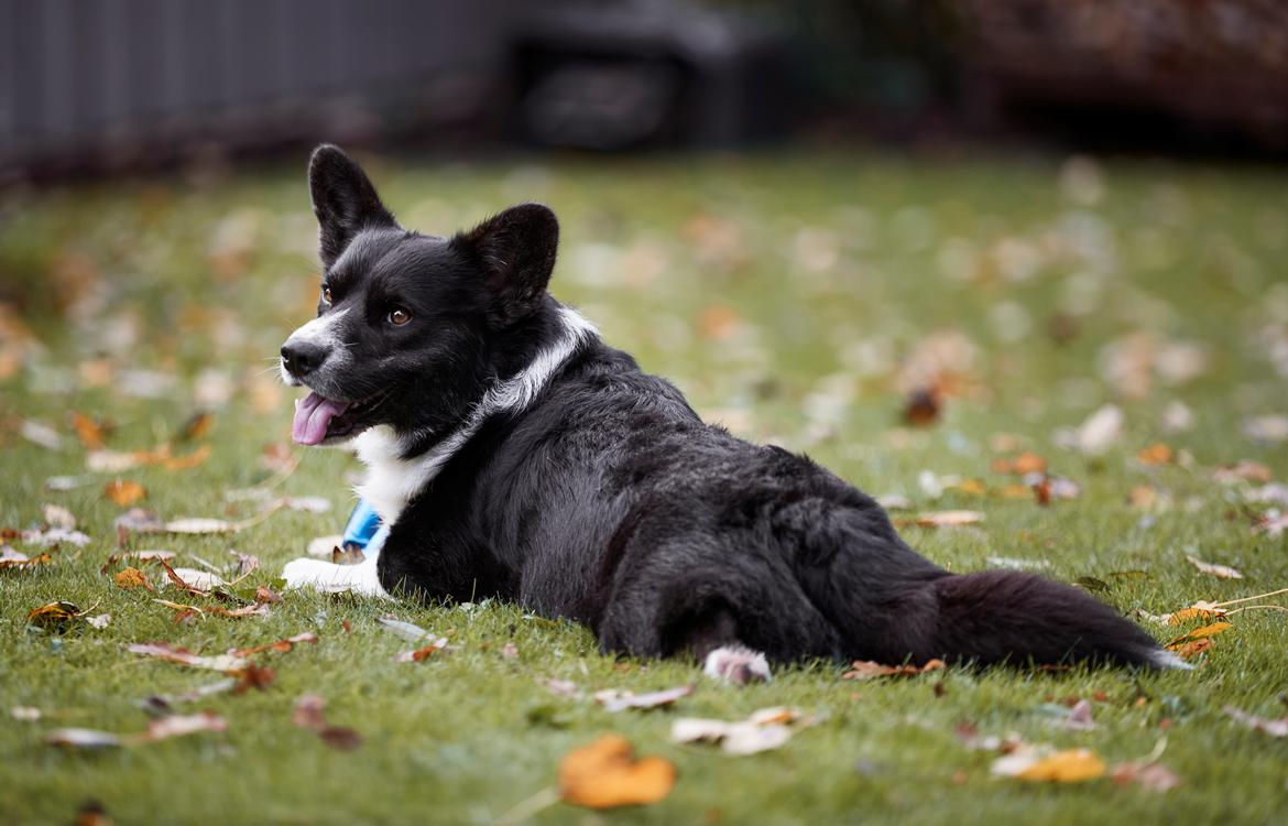 Welsh corgi cardigan Mandene Welsh Dragon, aka Carson billede 5