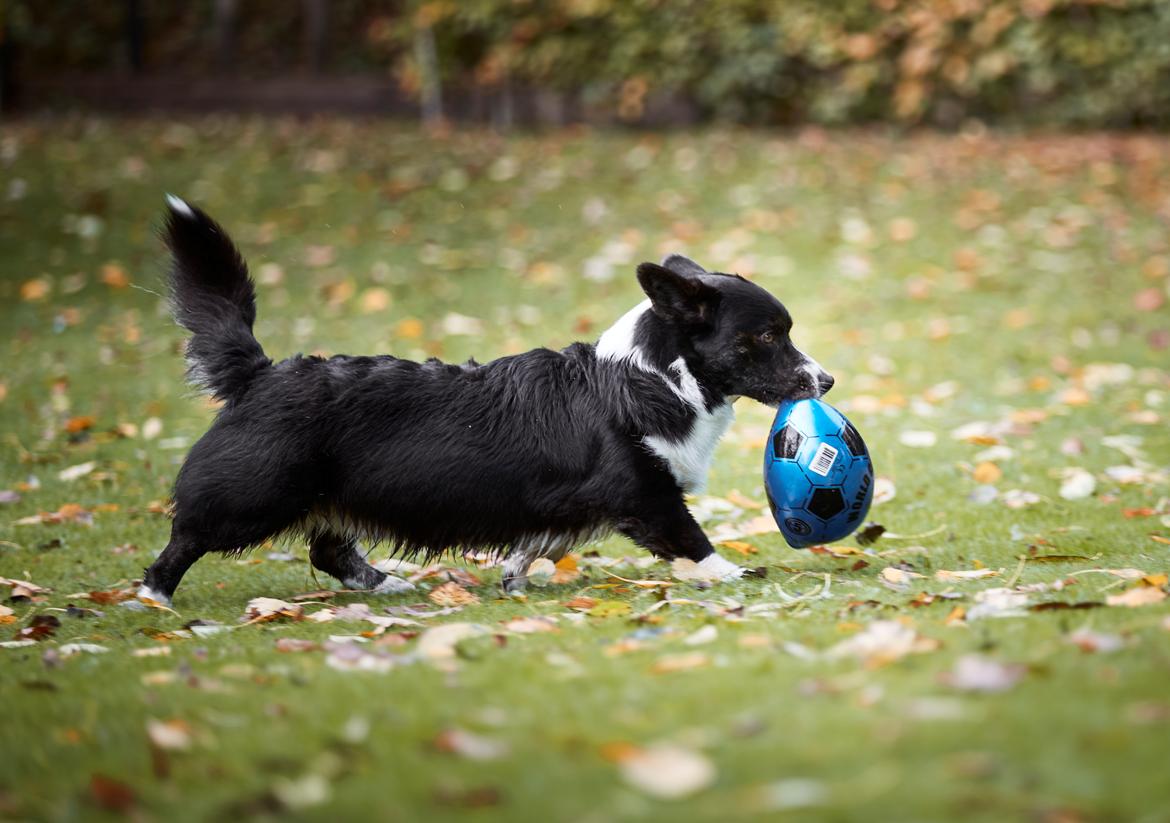 Welsh corgi cardigan Mandene Welsh Dragon, aka Carson billede 6