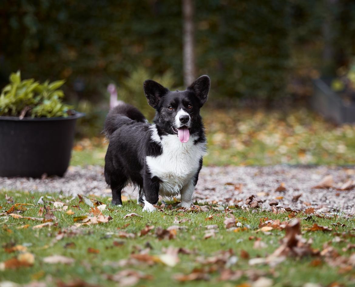 Welsh corgi cardigan Mandene Welsh Dragon, aka Carson billede 3