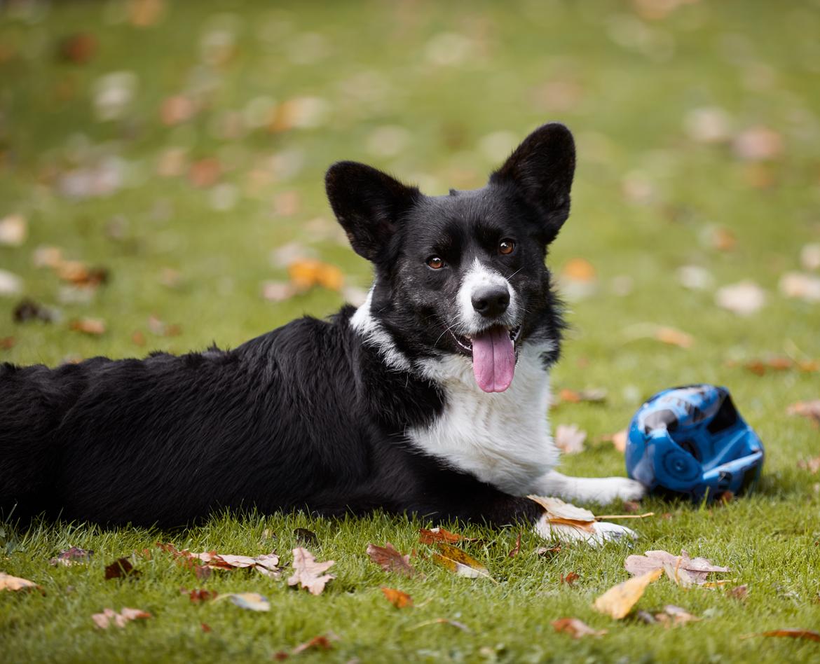 Welsh corgi cardigan Mandene Welsh Dragon, aka Carson billede 7