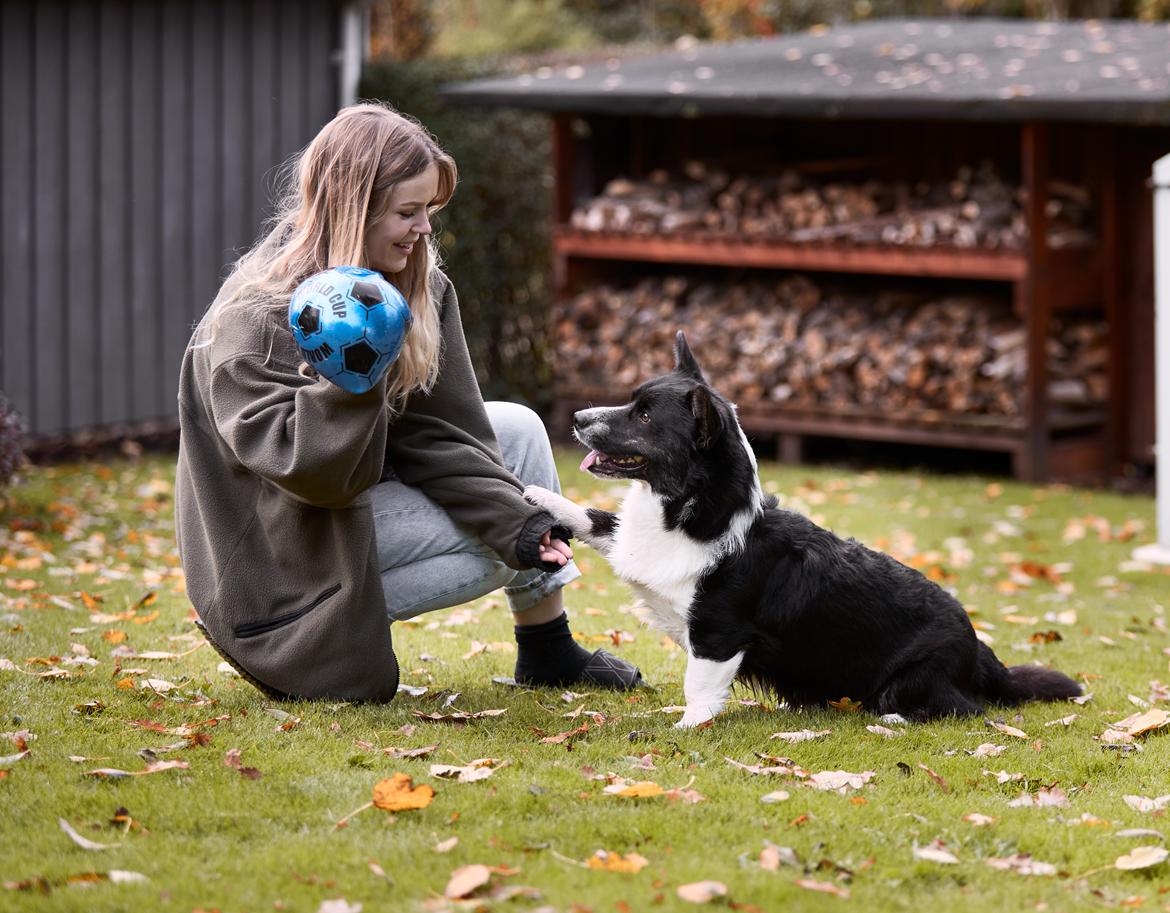 Welsh corgi cardigan Mandene Welsh Dragon, aka Carson billede 4