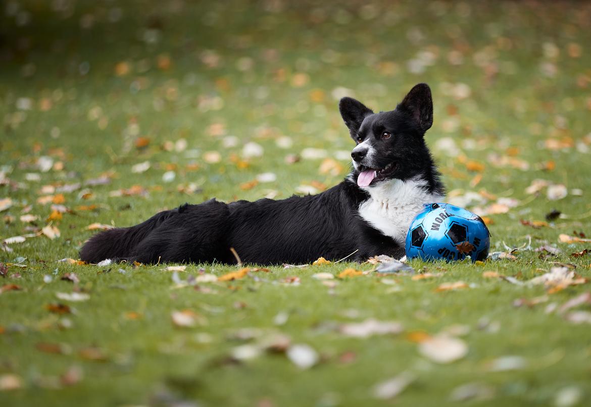 Welsh corgi cardigan Mandene Welsh Dragon, aka Carson billede 1