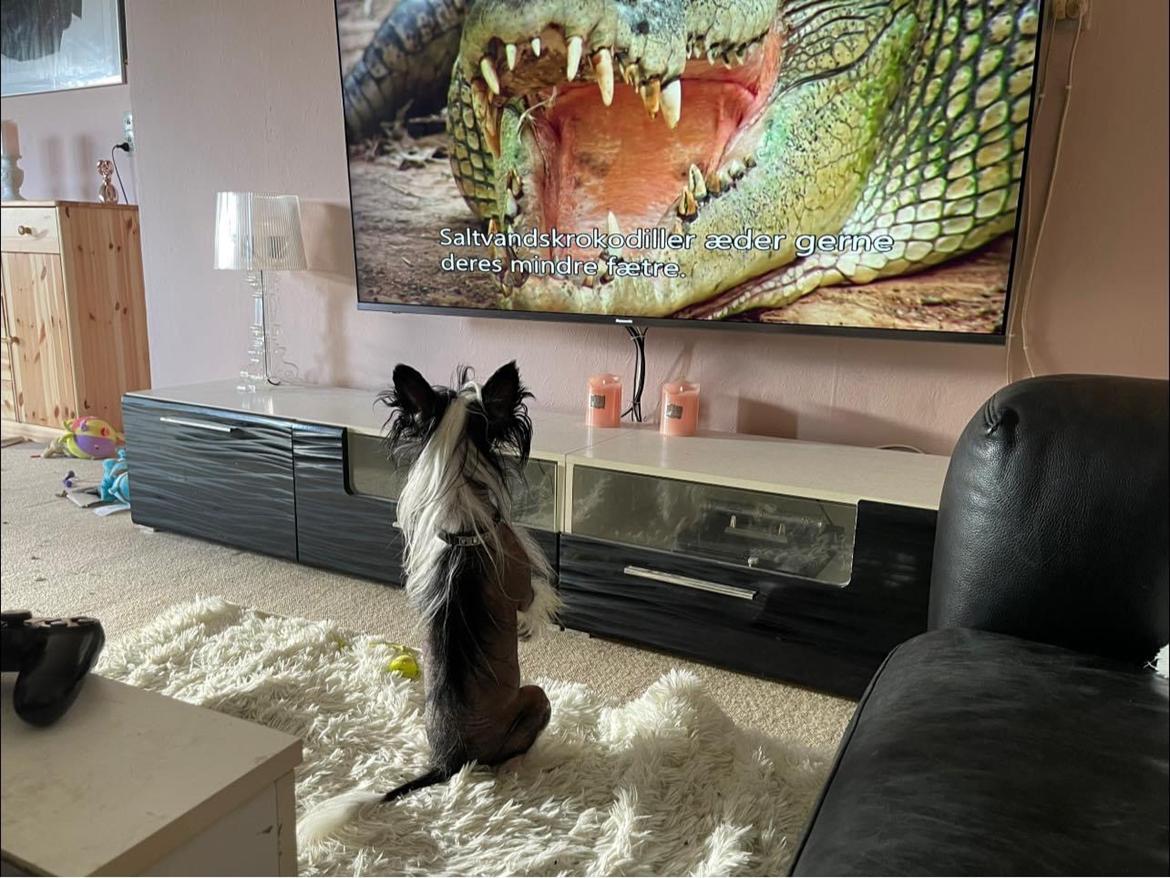 Chinese crested hårløs Sully billede 48