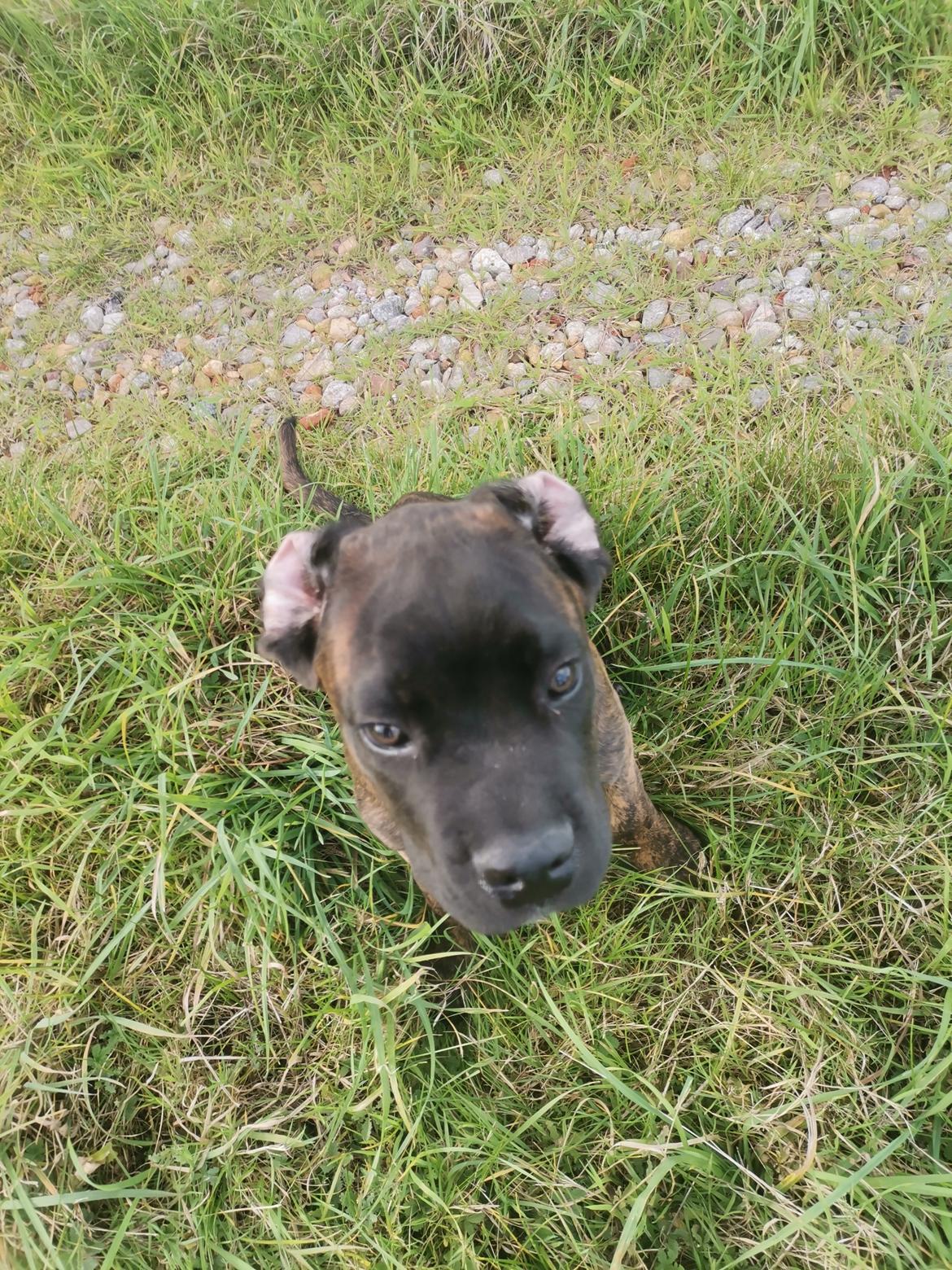 Cane corso Malik billede 1