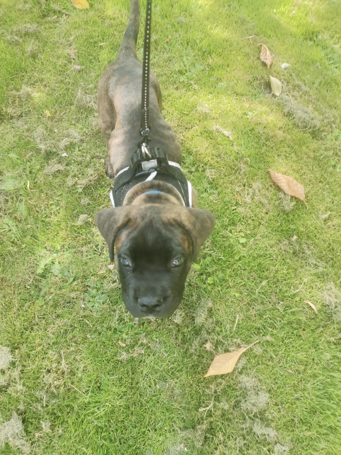 Cane corso Malik billede 3