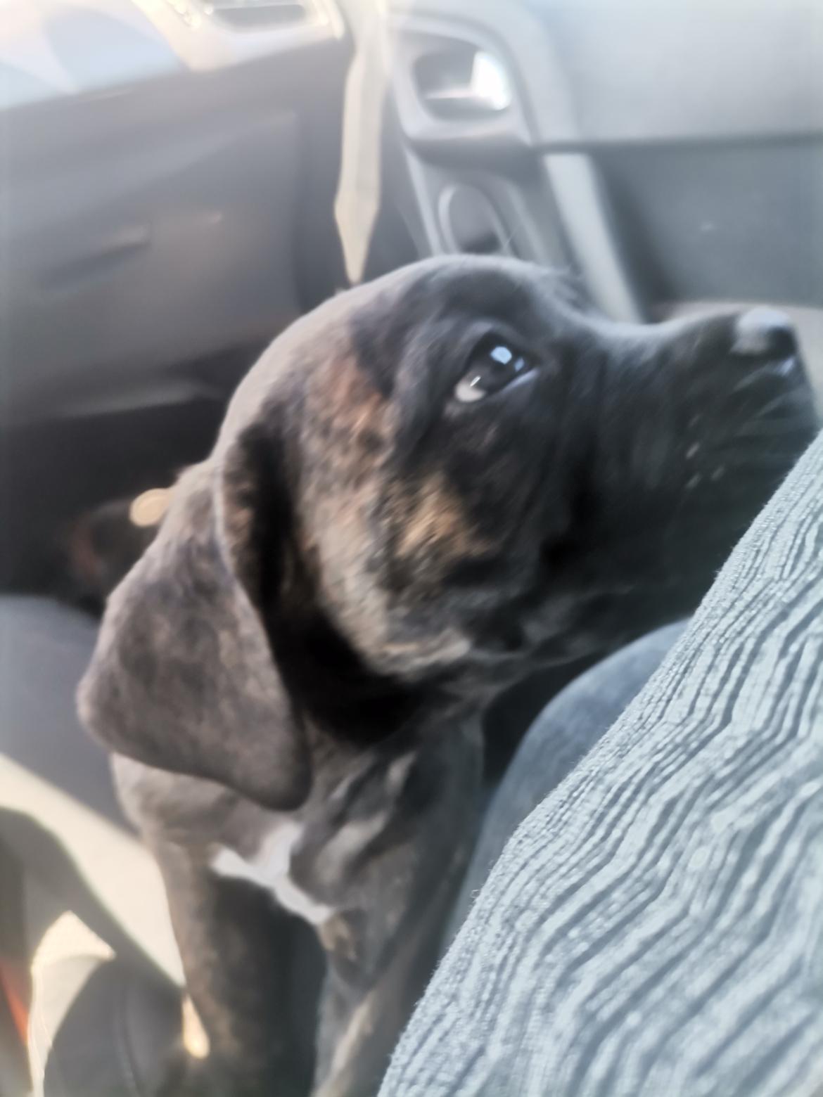 Cane corso Malik billede 4