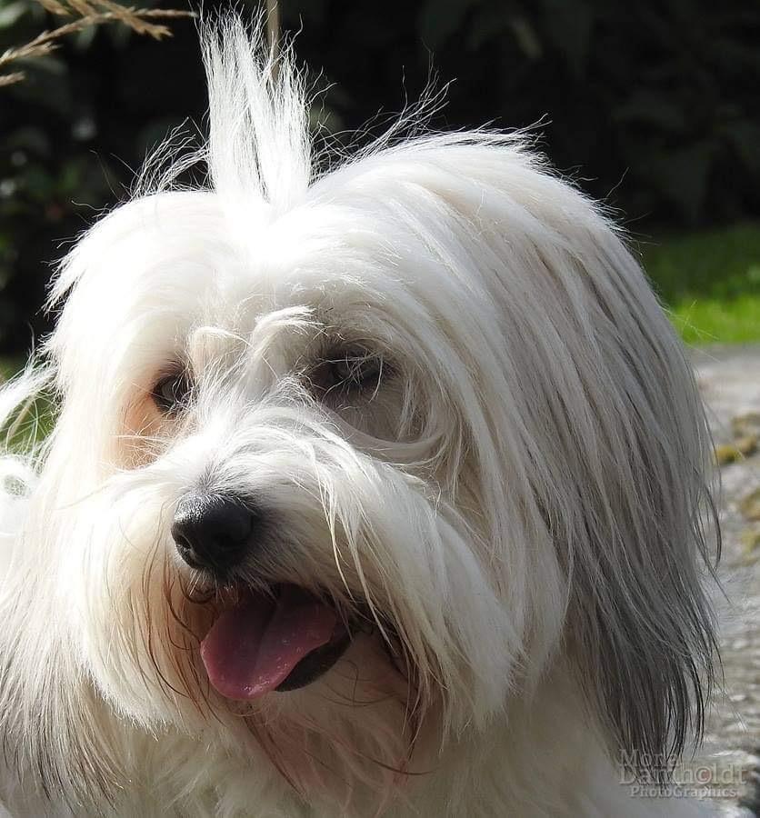 Coton de tulear Lui Aimee Klara  billede 4