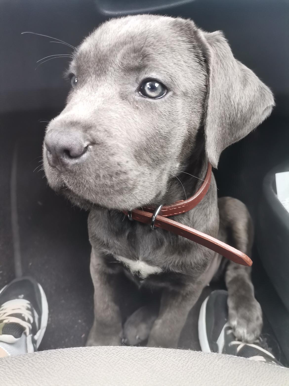 Cane corso Blue billede 1