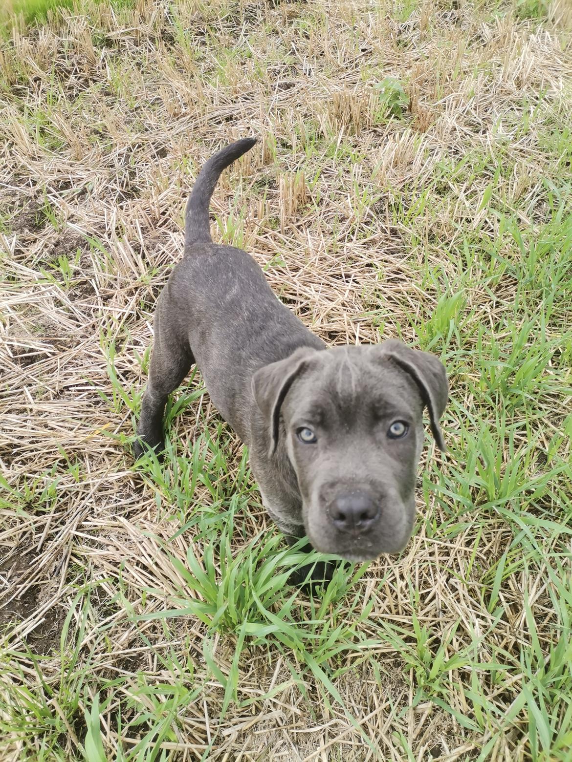 Cane corso Blue billede 3