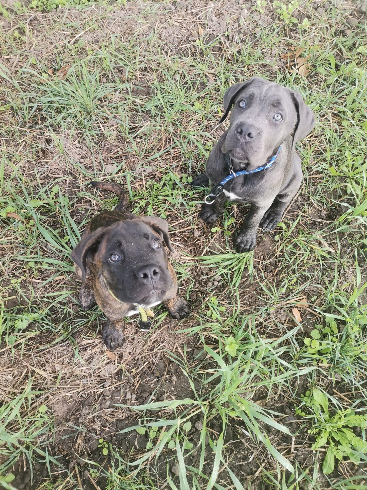 Cane corso Blue billede 4
