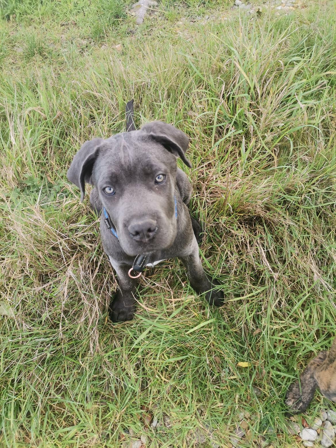 Cane corso Blue billede 5