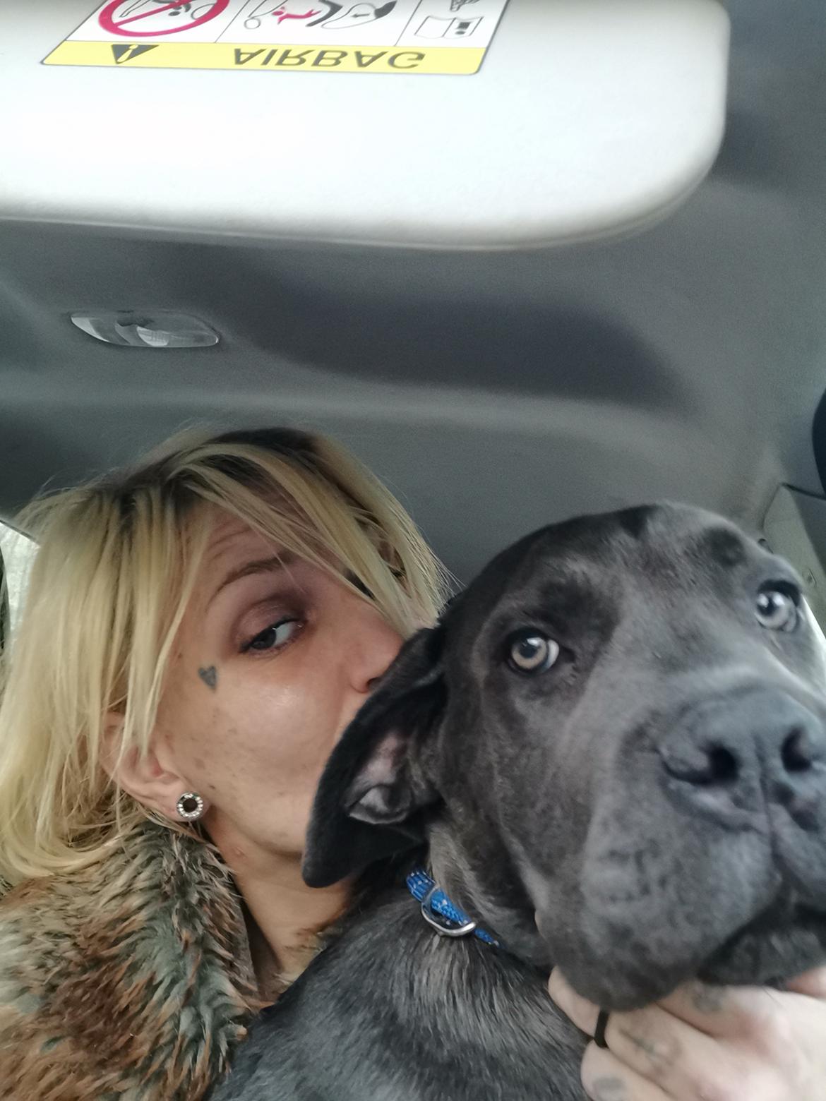 Cane corso Blue billede 6