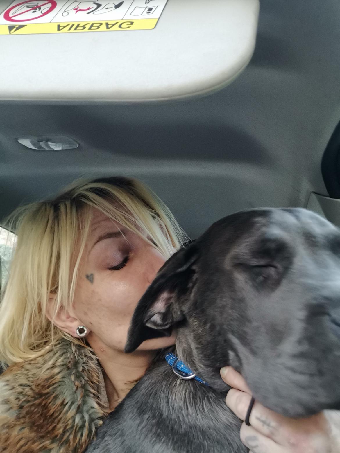 Cane corso Blue billede 7