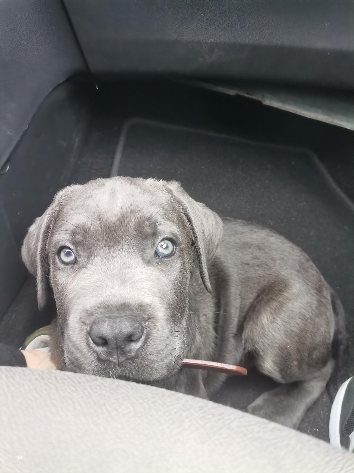Cane corso Blue billede 2