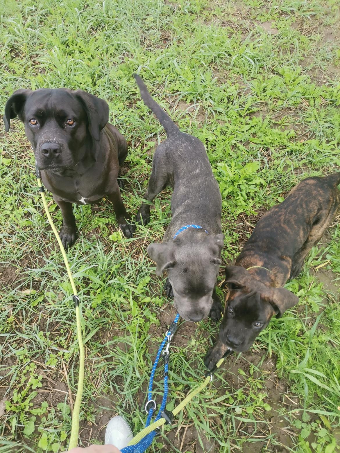 Cane corso Lilith immaculate billede 33