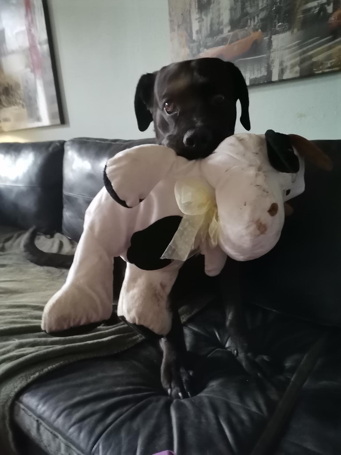 Cane corso Lilith immaculate billede 35