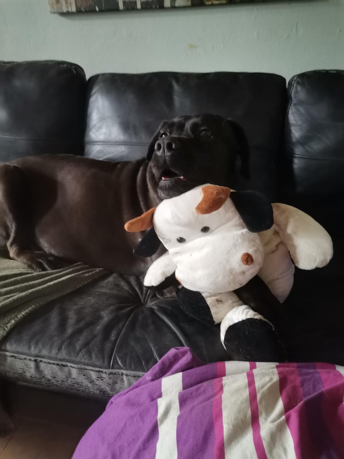 Cane corso Lilith immaculate billede 34