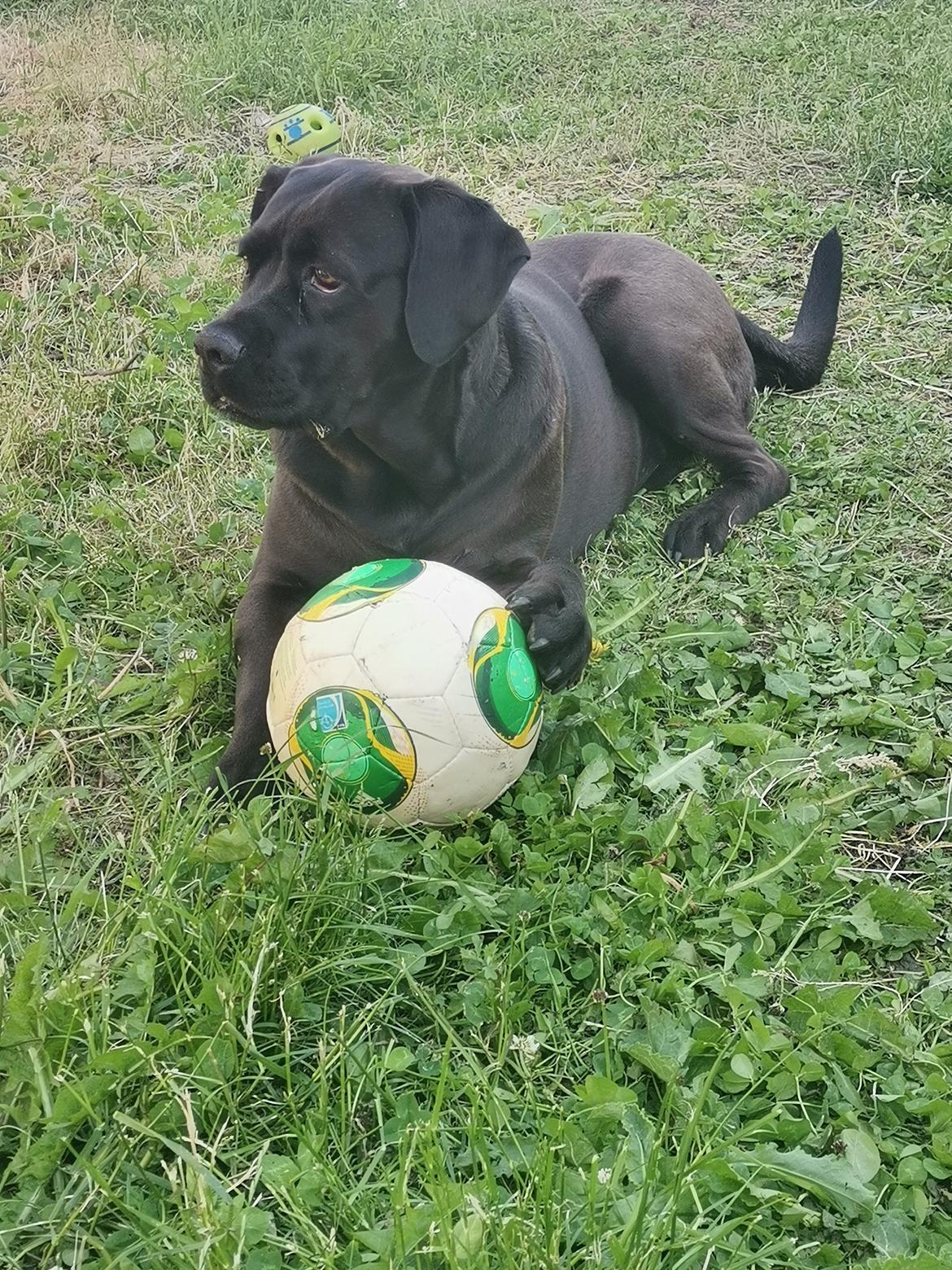 Cane corso Lilith immaculate billede 36