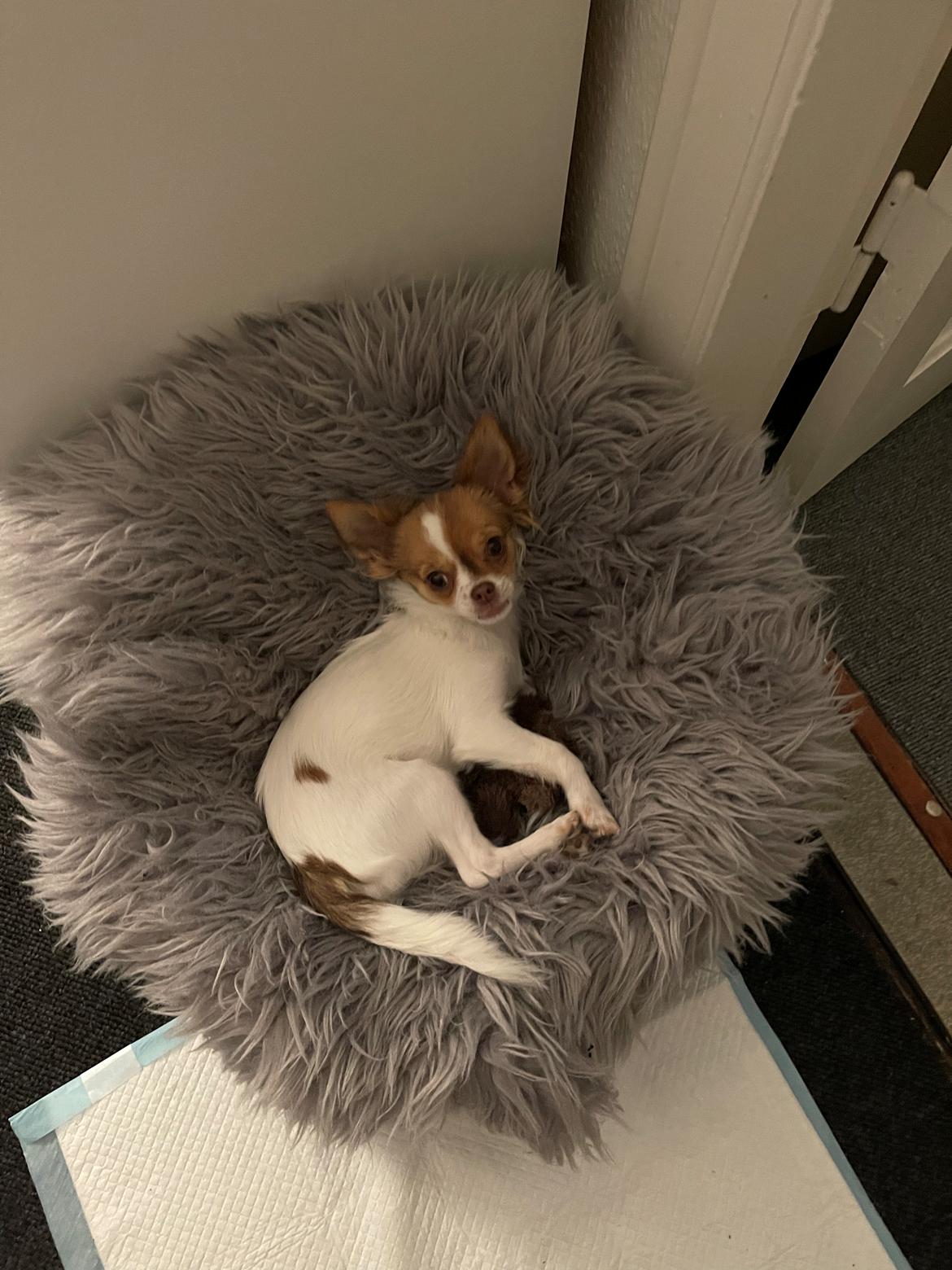 Chihuahua Cody - Lille Charme'fis💚 billede 31