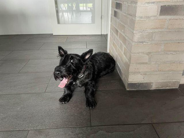 Skotsk terrier Nicla Missi Ballou (Balder)  - det er hådt at hjælpe i huset billede 10