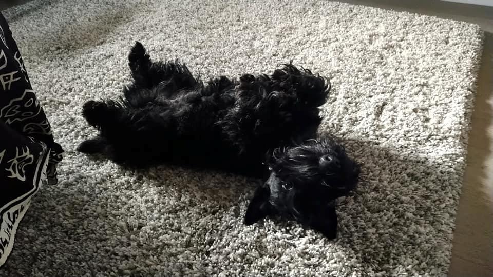 Skotsk terrier Nicla Missi Ballou (Balder)  - charmetrold billede 11