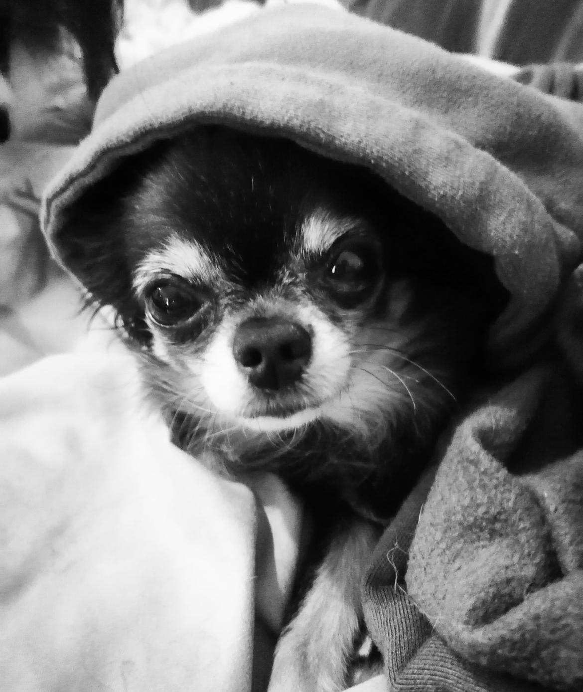 Chihuahua Lucky billede 44