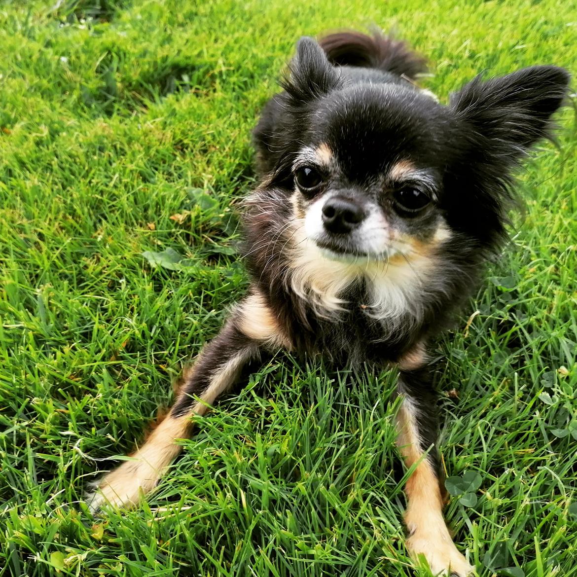 Chihuahua Lucky billede 45
