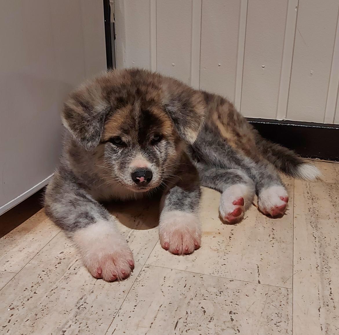 Akita inu Sachihiro Go - første dag i hjemmet, efter en lille flyvetur til Danmark  billede 1